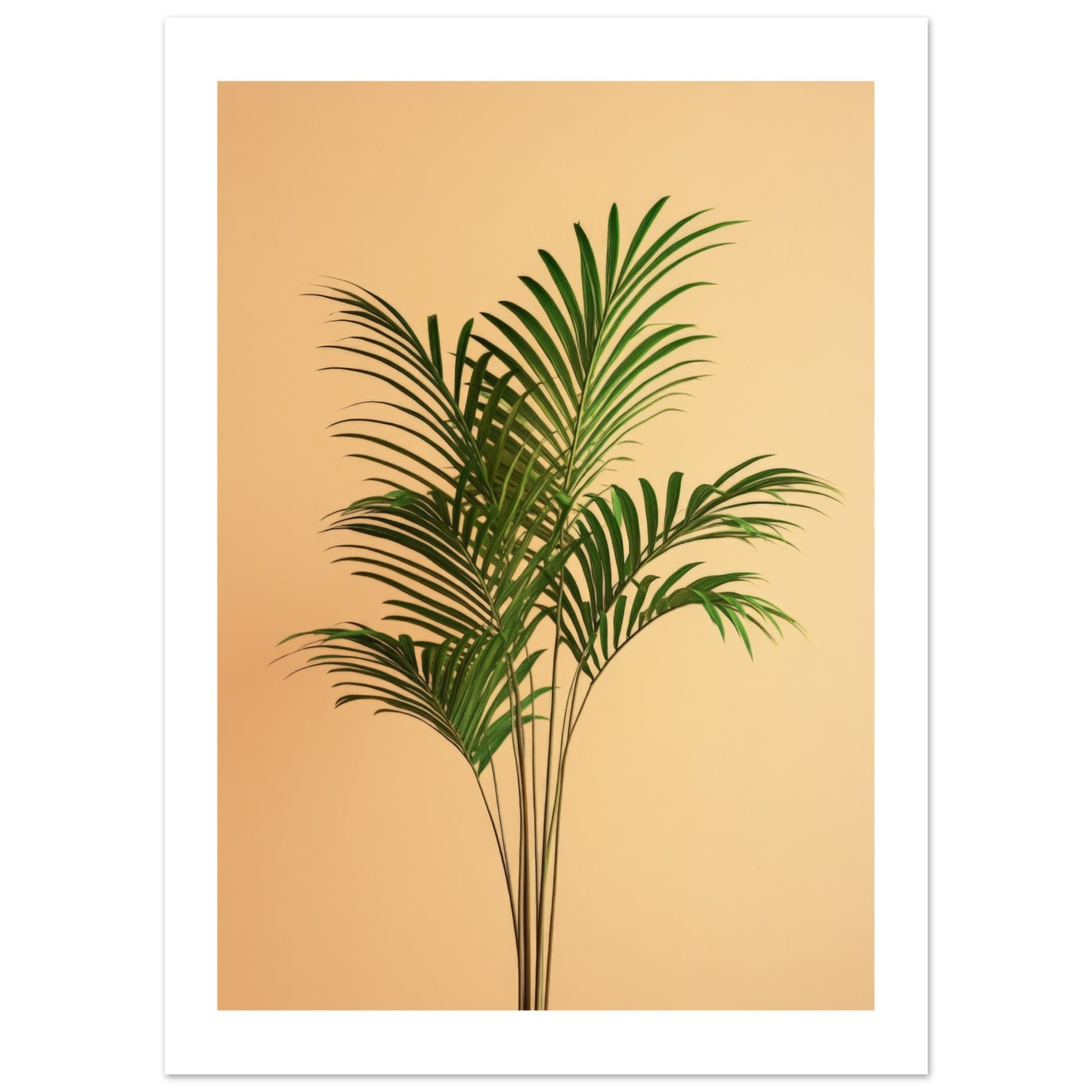 areca palm dypsis Shop Areca Palm Dypsis Lutescens