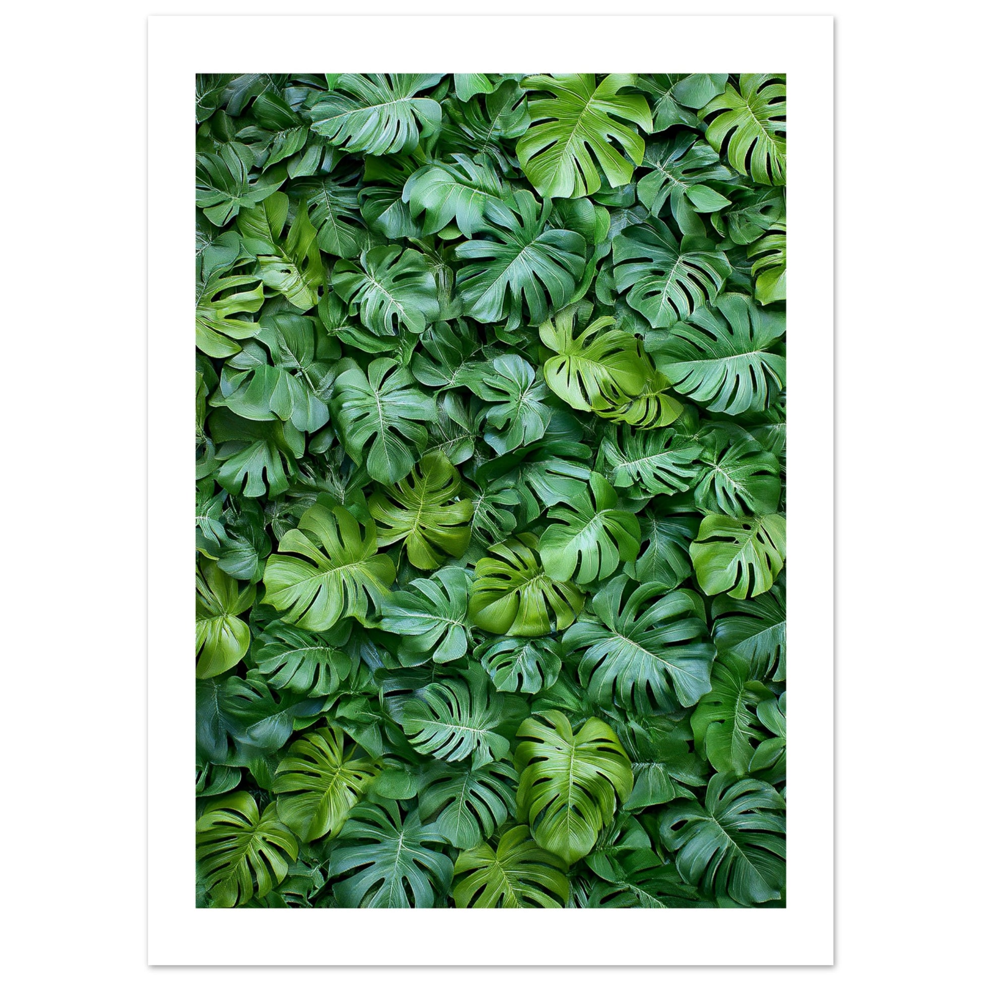 monstera deliciosa poster Vibrant Monstera Deliciosa Poster for Lush Interiors – Posters One Hundred